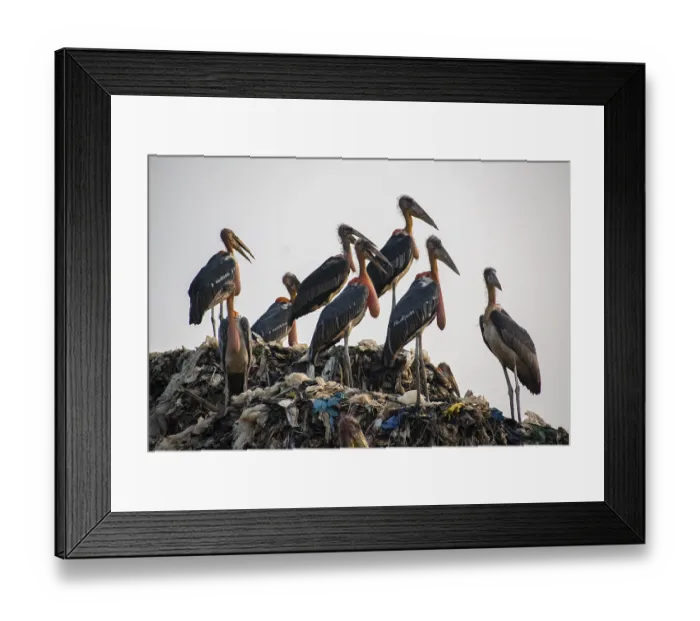 Framed Print : GUWAHATI, INDIA, JUNE 4: Greater adjutant storks perch at the Boragaon garbage dumping site Framed Print : GUWAHATI, INDIA, JUNE 4: Greater adjutant storks perch at the Boragaon garbage dumping site