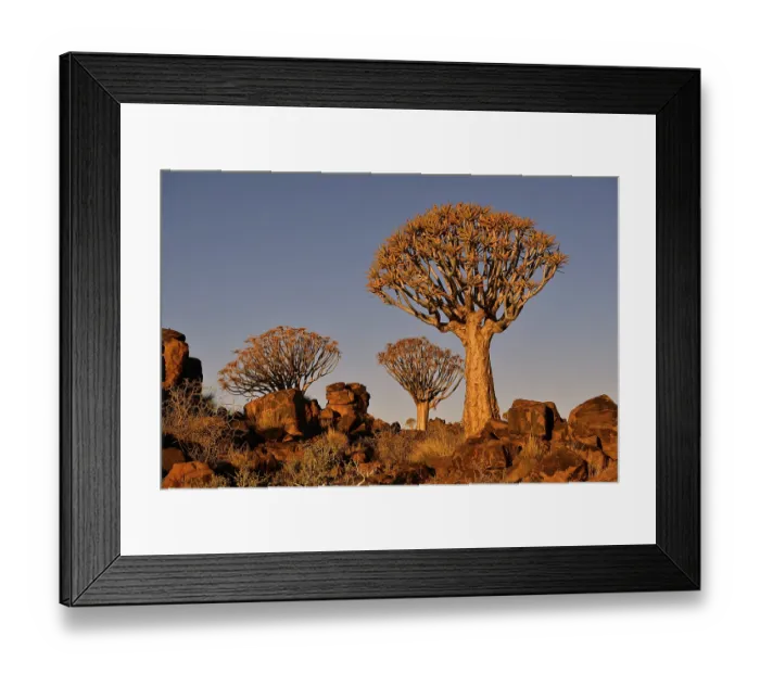 Framed Print : Quiver treeforest (Aloe dichotoma) Framed Print : Quiver treeforest (Aloe dichotoma)