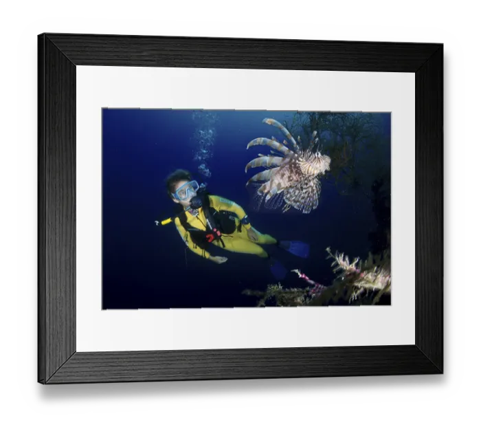 Framed Print : Scuba diver watching a Red Lionfish (Pterois volitans)