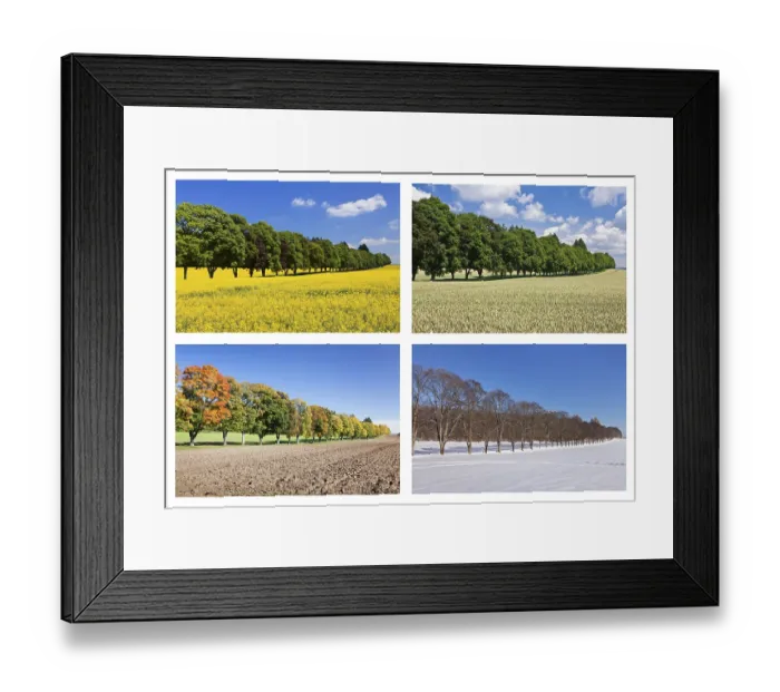 Framed Print : Four seasons of a tree-lined avenue Framed Print : Four seasons of a tree-lined avenue
