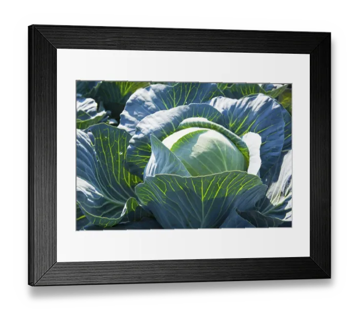 Framed Print : White Cabbage (Brassica oleracea)