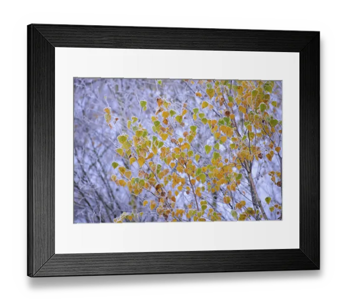 Framed Print : Autumnally coloured leaves of a (Betula) in hoar frost