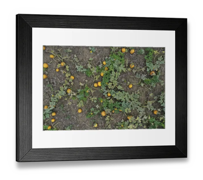 Framed Print : Aerial view, pumpkin field with ripe pumpkins