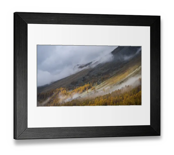 Framed Print : Colourful larches and fog in autumn on the mountainside Framed Print : Colourful larches and fog in autumn on the mountainside