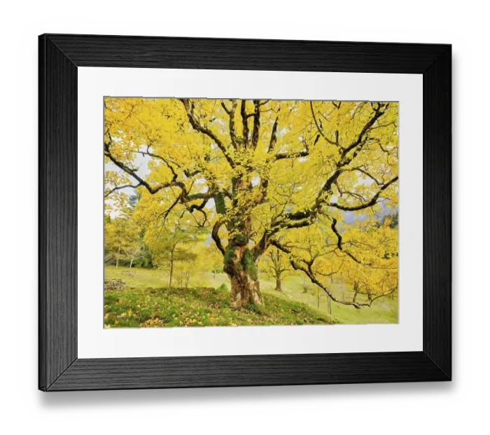 Framed Print : Old sycamore maple (Acer pseudo plantanus)