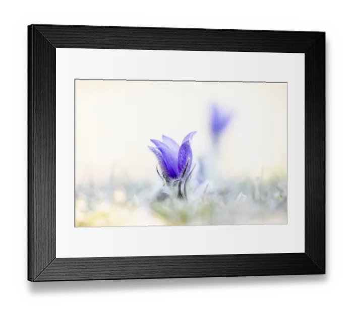 Framed Print : Pasque flower or Pasquebells (Pulsatilla vulgaris) in a meadow