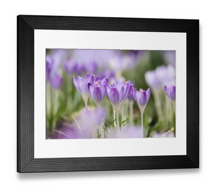 Framed Print : Crocuses (Crocus sp.)
