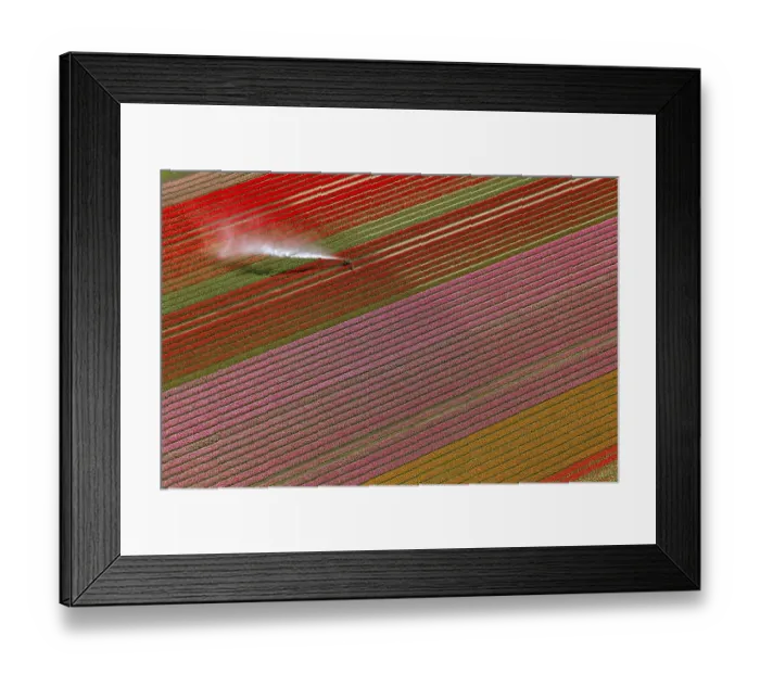 Framed Print : Field irrigation, tulip fields