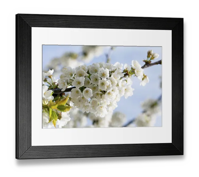 Framed Print : Cherry blossom (Prunus avium), Markgraflerland Framed Print : Cherry blossom (Prunus avium), Markgraflerland