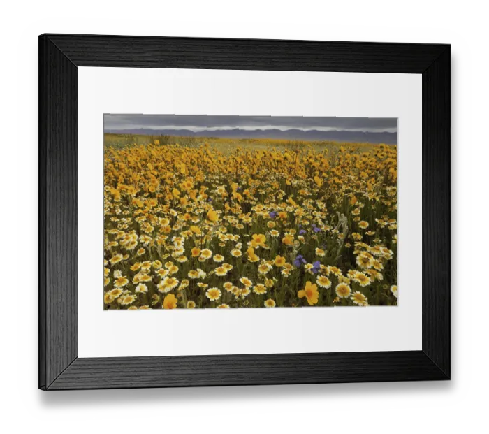 Framed Print : Leaf stem tick seeds (Coreopsis calliopsidea) and tidy-tips (Layia sp)
