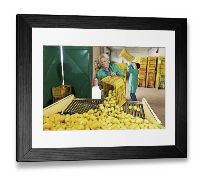 Framed Print : Arrival, selection and packing of freshly harvested