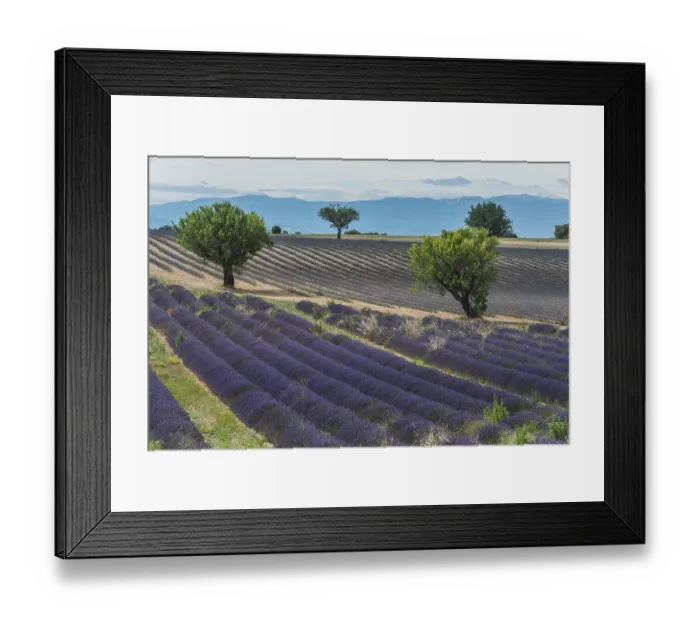 Framed Print : Blooming lavender field, Plateau de Valensole in Valensole