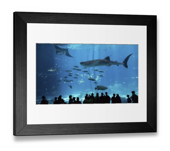 Framed Print : Visitors in front of a huge aquarium with manta ray (Manta sp) Framed Print : Visitors in front of a huge aquarium with manta ray (Manta sp)