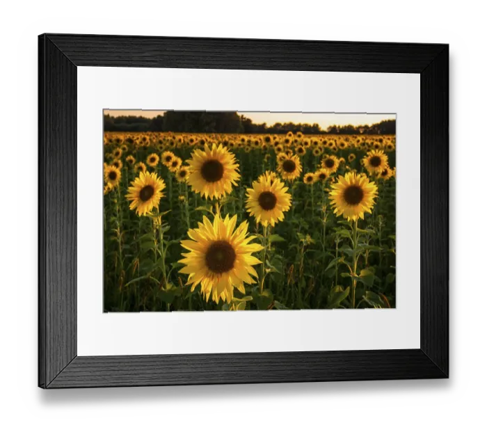 Framed Print : Field of Sunflowers (Helianthus annuus) in the evening light