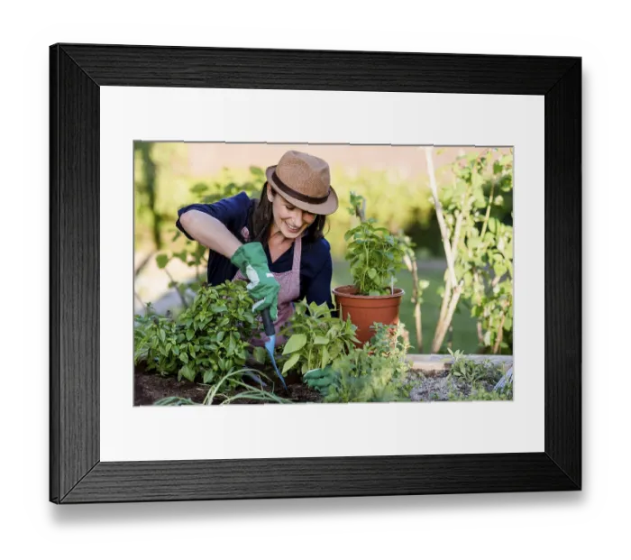 Framed Print : Woman doing gardening on a raised bed, Germany