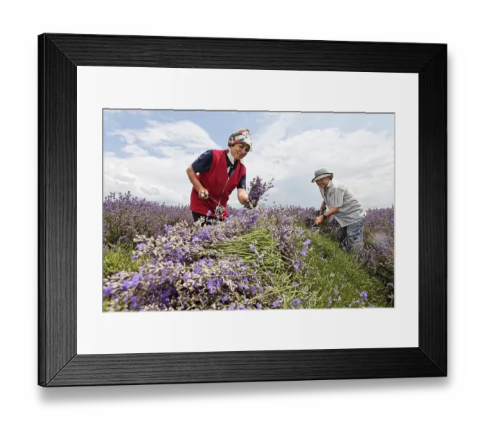 Framed Print : In the fields of organic grown blooming lavender (Lavandula)