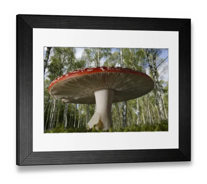 Framed Print : Fly Agaric or Fly Amanita (Amanita muscaria)