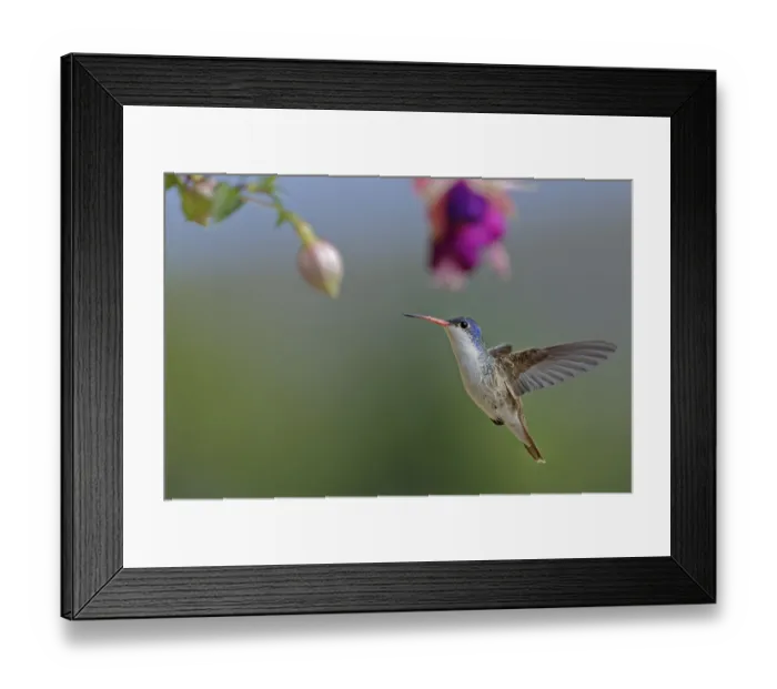 Framed Print : Violet-crowned hummingbird (Amazilia violiceps)