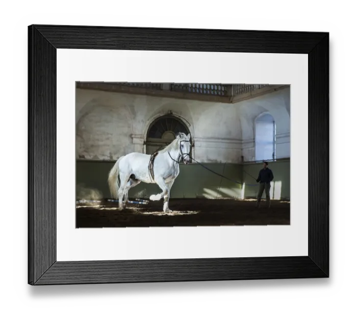 Framed Print : Training of a white Kladruber horse Framed Print : Training of a white Kladruber horse
