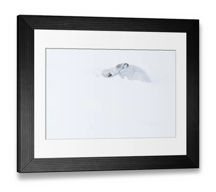 Framed Print : Mountain hare (Lepus timidus) sitting in snow