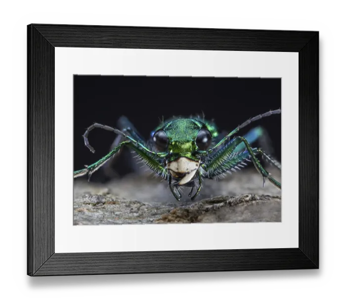 Framed Print : Six-spotted Green Tiger Beetle Cicindela sexguttata Despite its name