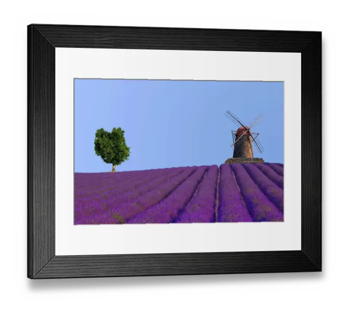 Framed Print : Lavender field with mill and tree Framed Print : Lavender field with mill and tree