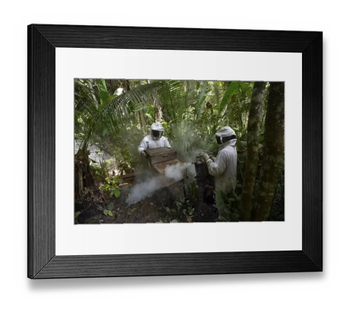 Framed Print : Two beekeepers with beehives in the Amazon rainforest Framed Print : Two beekeepers with beehives in the Amazon rainforest