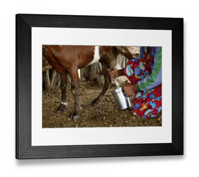 Framed Print : Woman milking a goat (Capra hircus aegagrus)
