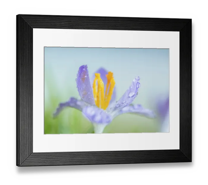 Framed Print : Crocus species (Crocus tommasinianus) Framed Print : Crocus species (Crocus tommasinianus)