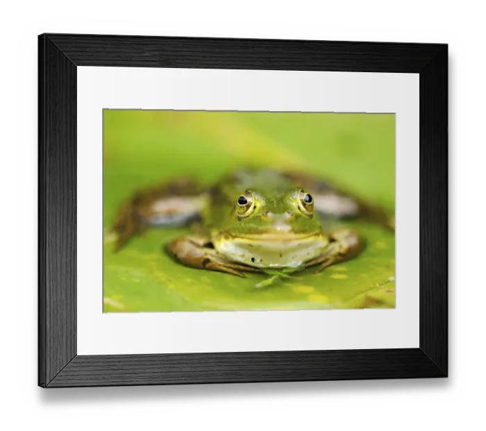 Framed Print : Pool Frog (Rana lessonae), sitting on a leaf