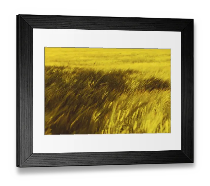 Framed Print : Wheat billowing in the wind, Poland
