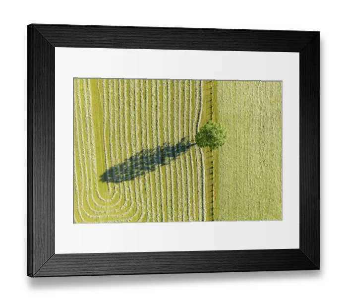 Framed Print : Tree with shade, mowed meadows Framed Print : Tree with shade, mowed meadows