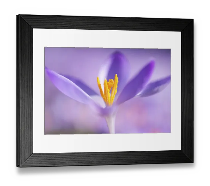 Framed Print : Close-up of a spring crocus (Crocus Vernus) Framed Print : Close-up of a spring crocus (Crocus Vernus)
