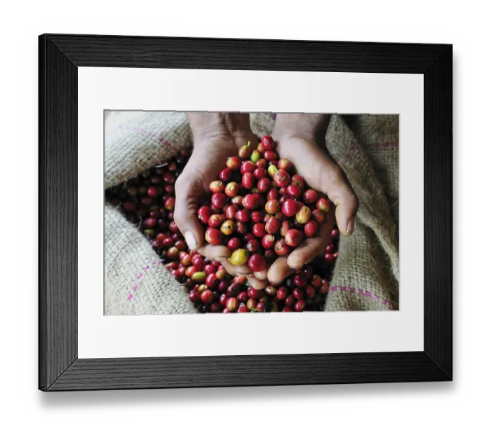 Framed Print : Fresh red coffee berries presented by two hands
