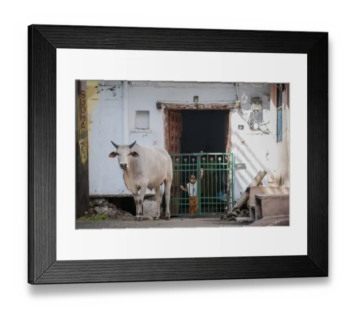 Framed Print : Street scene with sacred cow, Udaipur Framed Print : Street scene with sacred cow, Udaipur