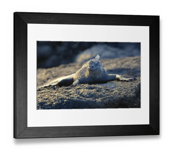 Framed Print : Marine Iguana at sunset (Amblyrhynchus cristatus)