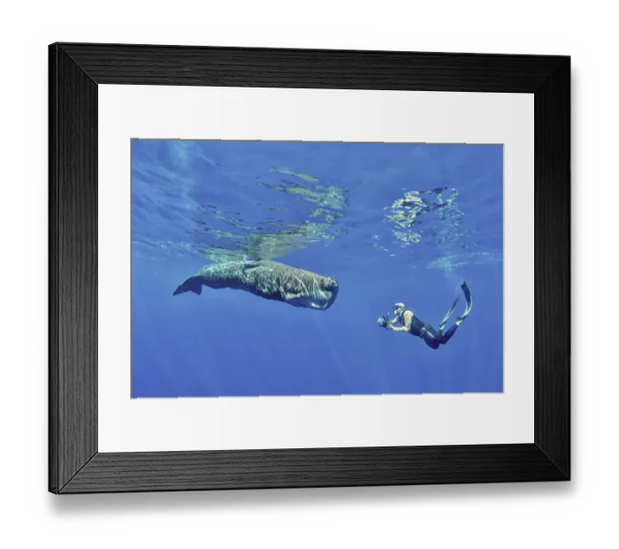 Framed Print : Freediver photographing a sperm whale (Physeter macrocephalus) Framed Print : Freediver photographing a sperm whale (Physeter macrocephalus)