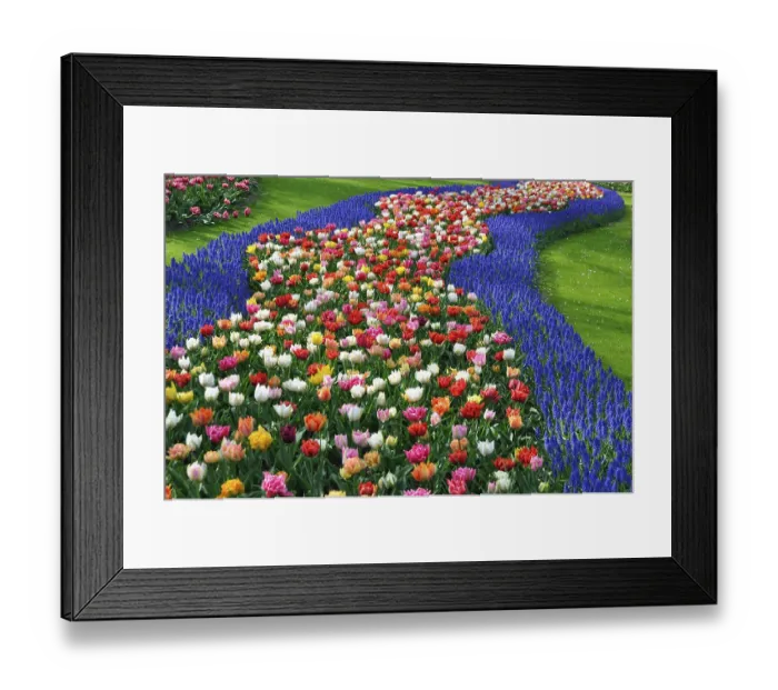 Framed Print : Grape hyacinths (Muscari) and tulips (Tulipa hybrids) in Keukenhof park