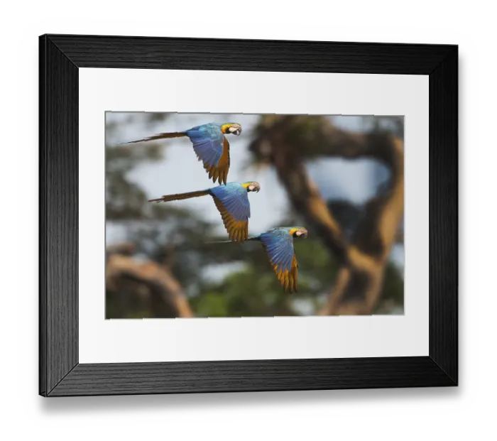 Framed Print : Blue and Yellow Macaws (Ara ararauna) Framed Print : Blue and Yellow Macaws (Ara ararauna)
