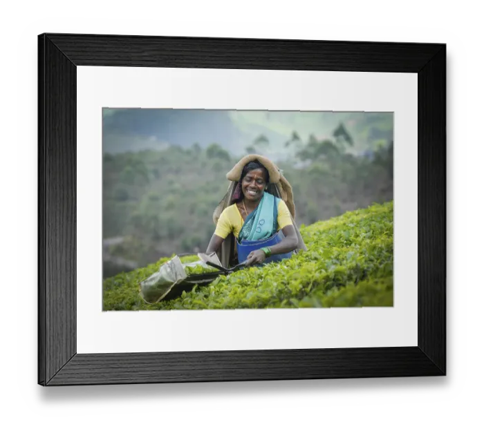 Framed Print : Smiling Indian tea picker, tea plantation