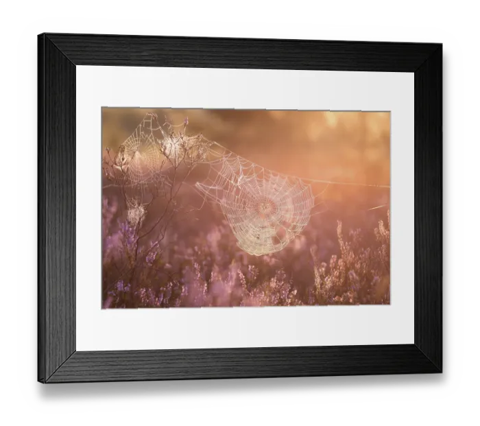 Framed Print : An orb-weaver spider web in heath Framed Print : An orb-weaver spider web in heath