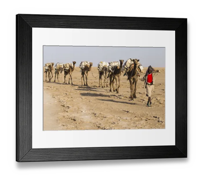 Framed Print : Caravan, camels carrying salt from the salt mines of Dallol Framed Print : Caravan, camels carrying salt from the salt mines of Dallol