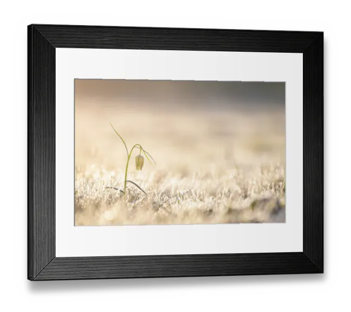 Framed Print : White Snake's Head Fritillary (Fritillaria meleagris) with hoarfrost Framed Print : White Snake's Head Fritillary (Fritillaria meleagris) with hoarfrost