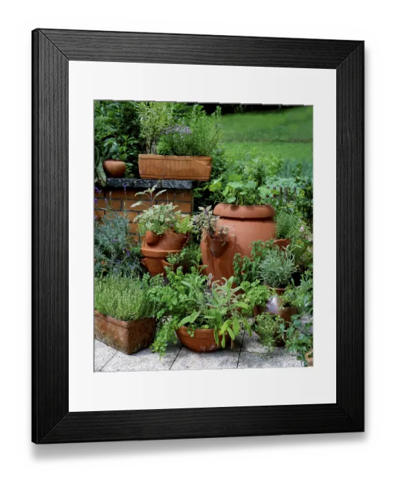 Framed Print : Herbs in pots Framed Print : Herbs in pots