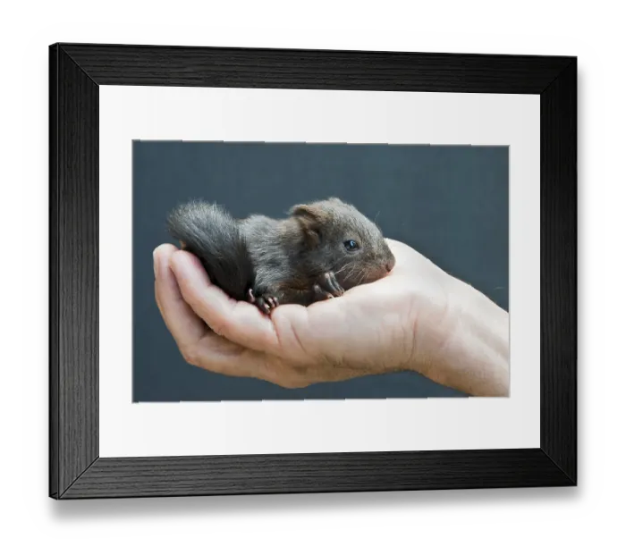 Framed Print : Red Squirrel (Sciurus vulgaris)