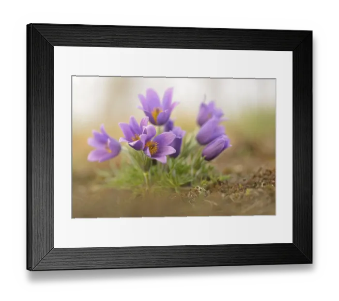Framed Print : Common Pasque Flower or Dane's Blood (Pulsatilla vulgaris)
