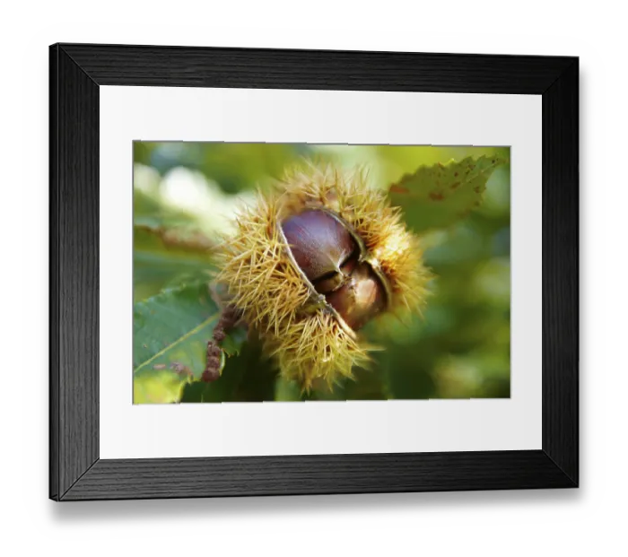 Framed Print : Ripe chestnuts (Castanea sativa)