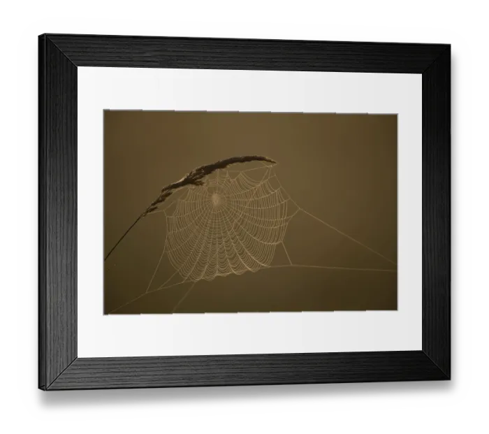 Framed Print : Grasses and spider web in early morning fog Framed Print : Grasses and spider web in early morning fog
