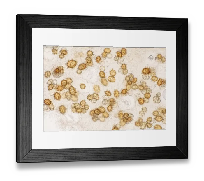 Framed Print : Burgundy truffle (Tuber uncinatum)