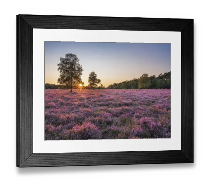 Framed Print : Typical heath landscape with flowering heather and birch trees at sunset